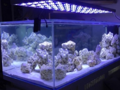 Comment démarrer son aquarium- Conseils daphbio